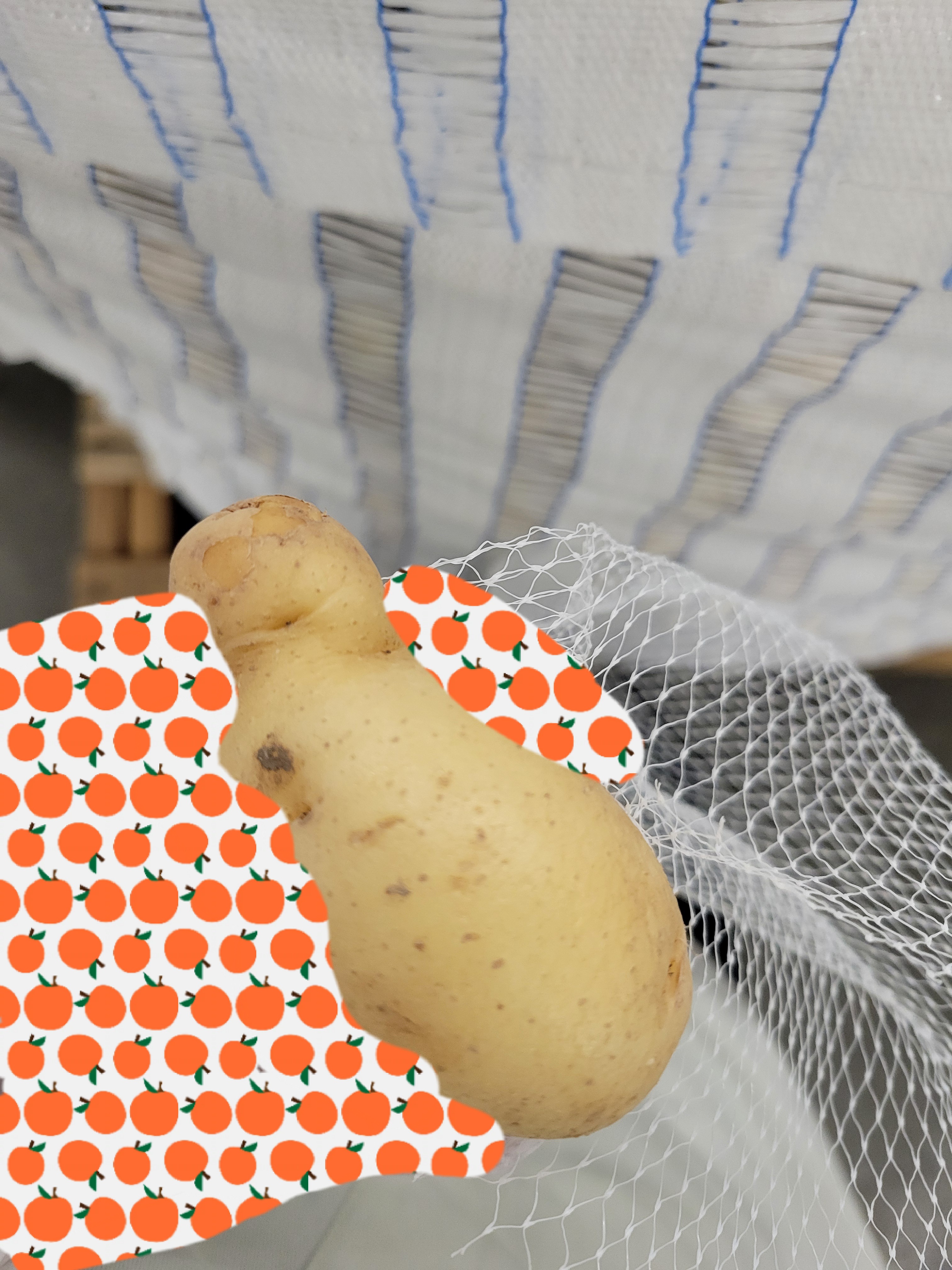 Hand holds unique shaped potato.
